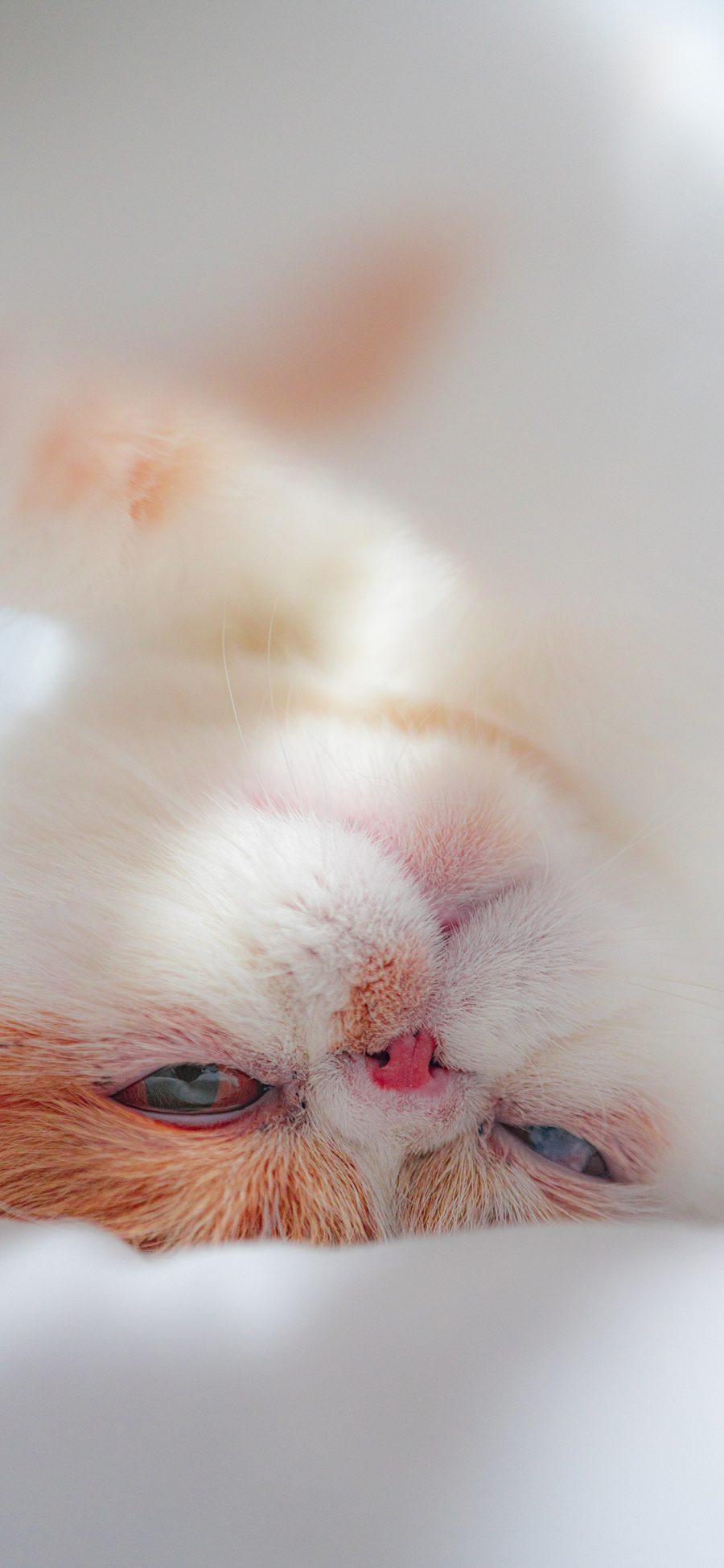 [2436×1125]宠物猫 猫咪 可爱 奶猫 苹果手机壁纸图片