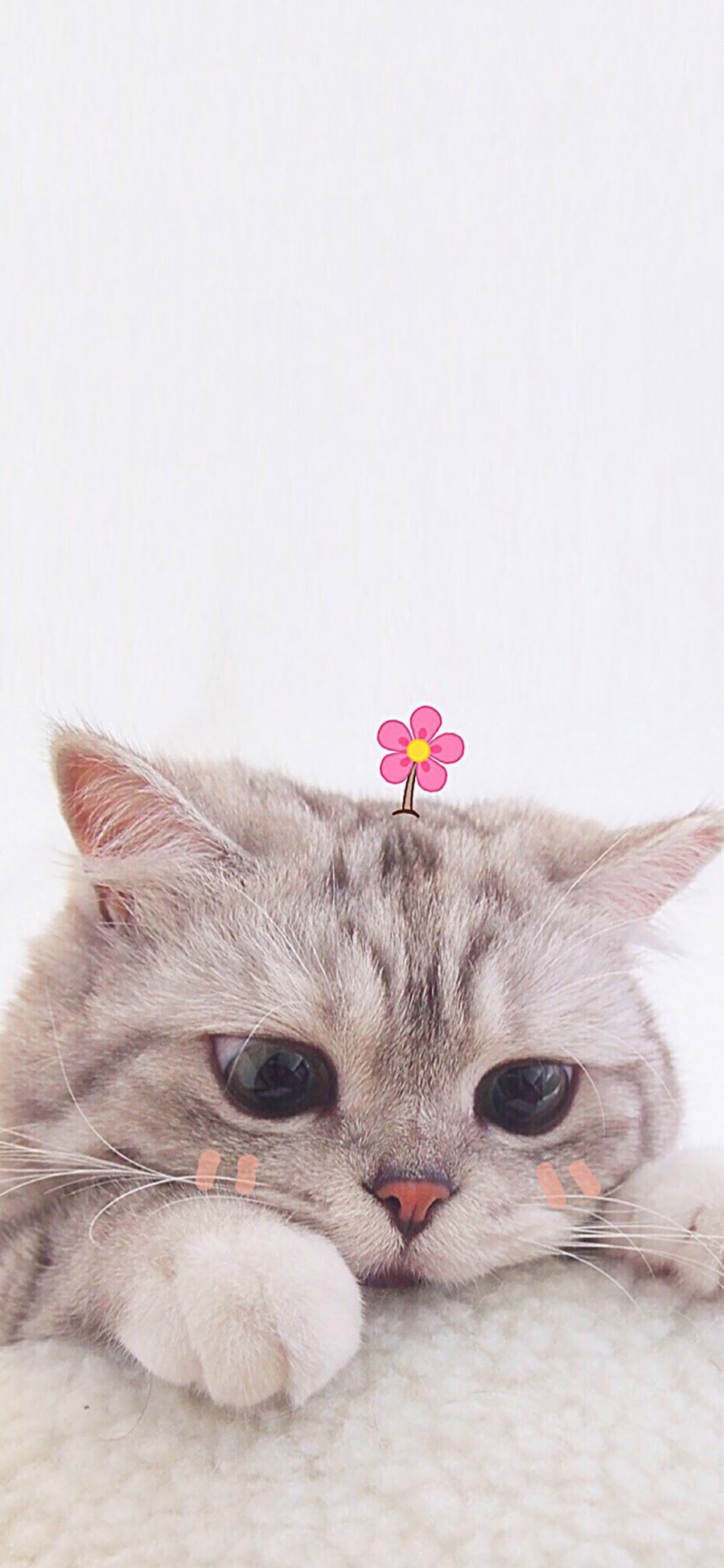 [2436×1125]宠物猫 猫咪 可爱 小花花 苹果手机壁纸图片