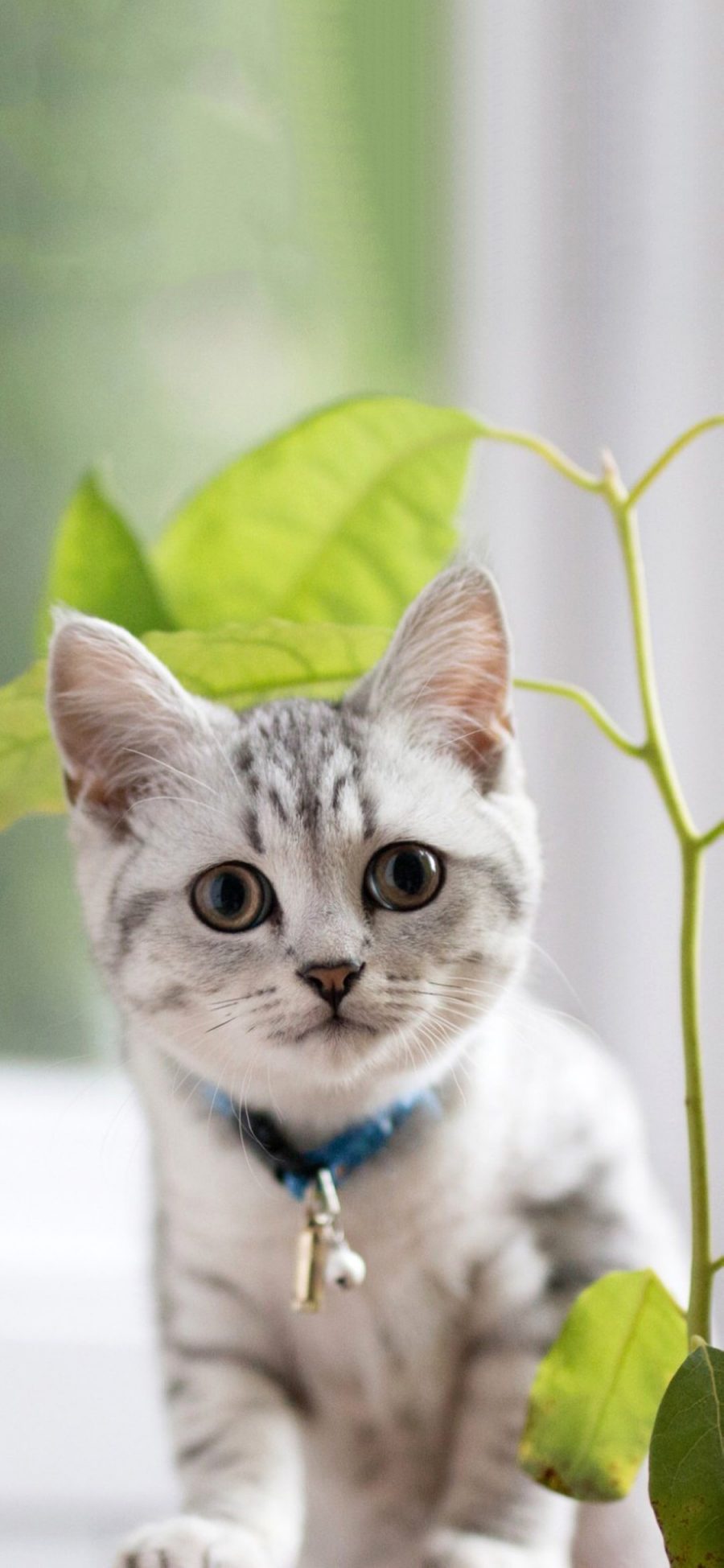 [2436×1125]宠物猫 猫咪 小奶猫 可爱 苹果手机壁纸图片