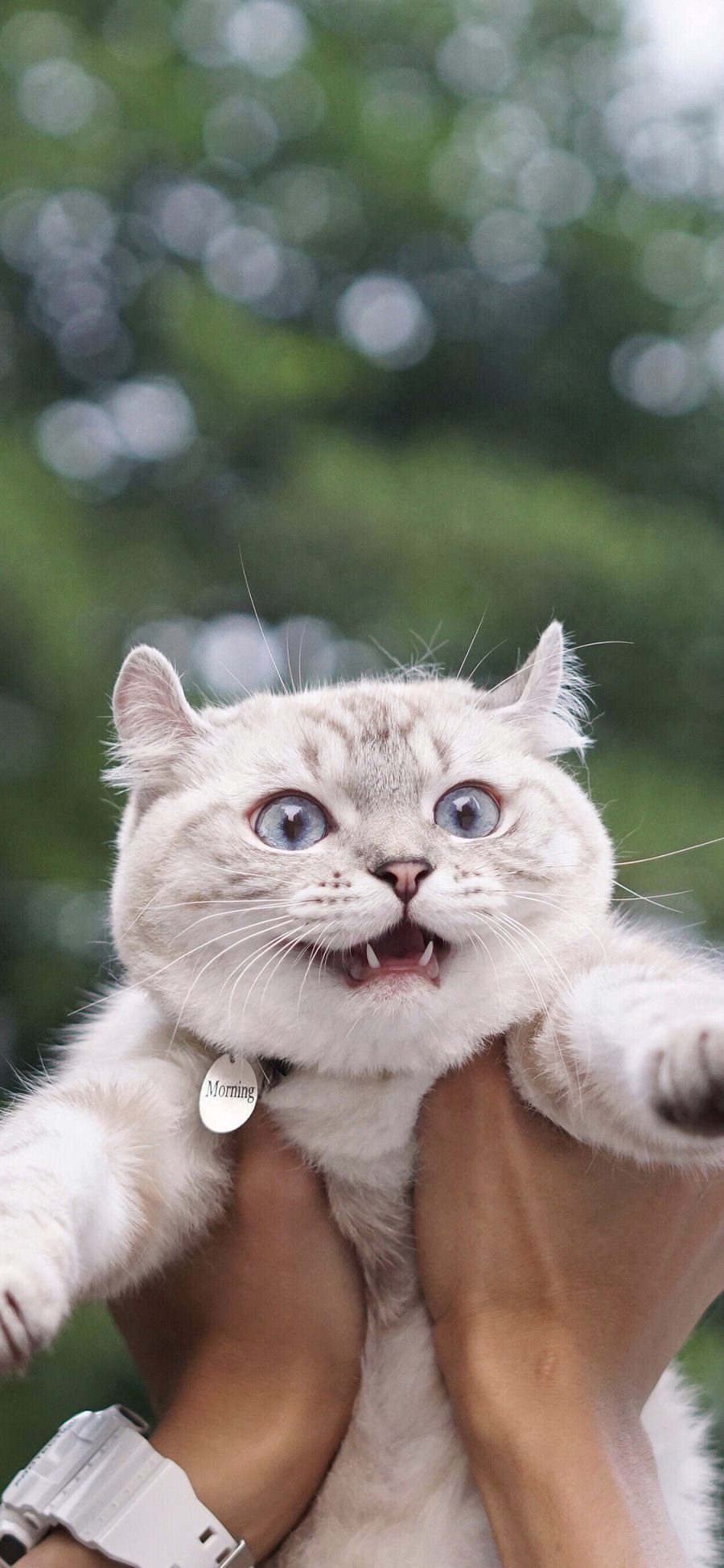 [2436×1125]宠物猫 猫咪 惊恐 米奇耳 苹果手机壁纸图片