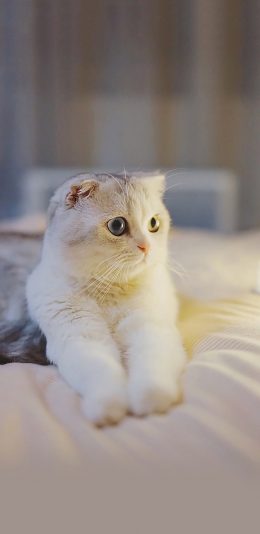 [2436x1125]宠物猫 猫咪 白色 可爱 苹果手机壁纸图片