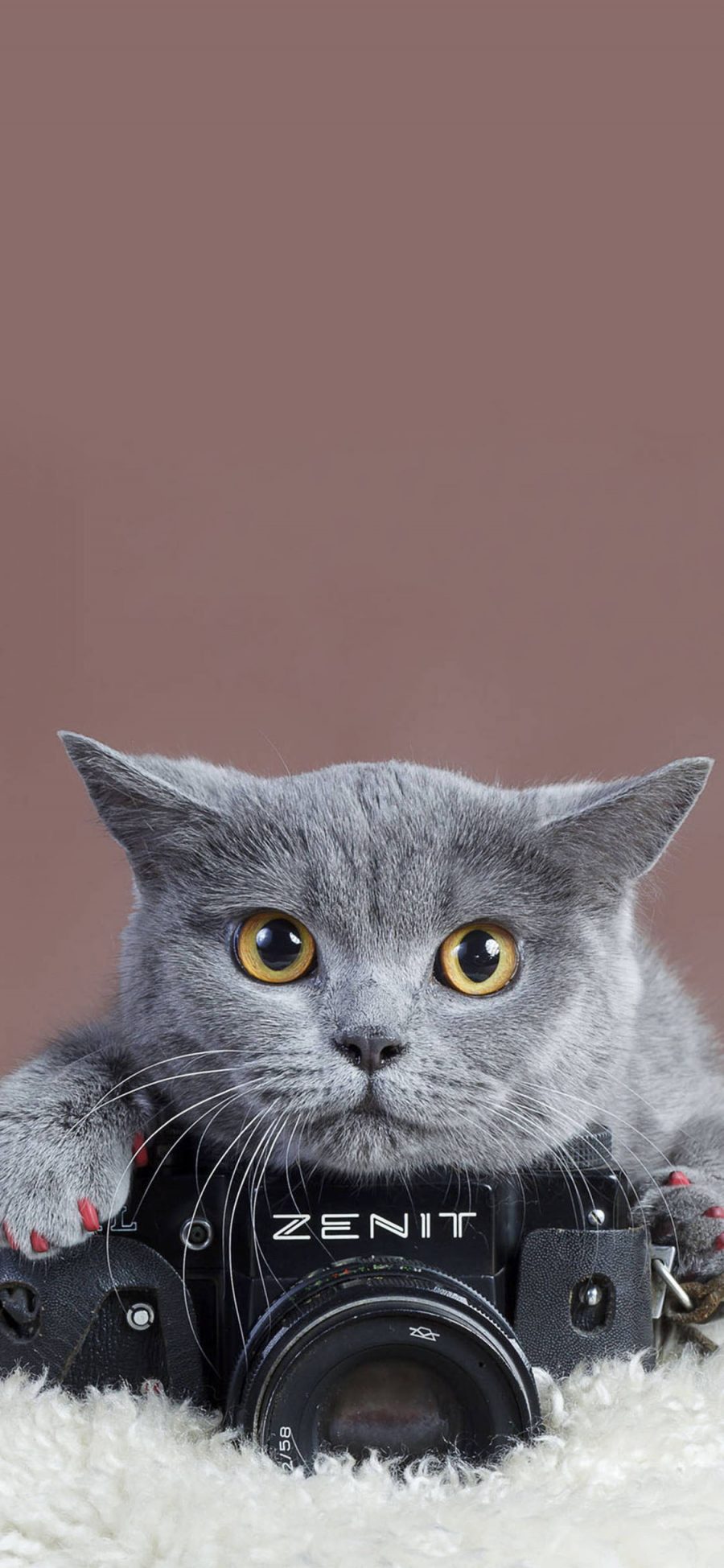[2436×1125]宠物猫 英短猫 涂指甲 相机 苹果手机壁纸图片