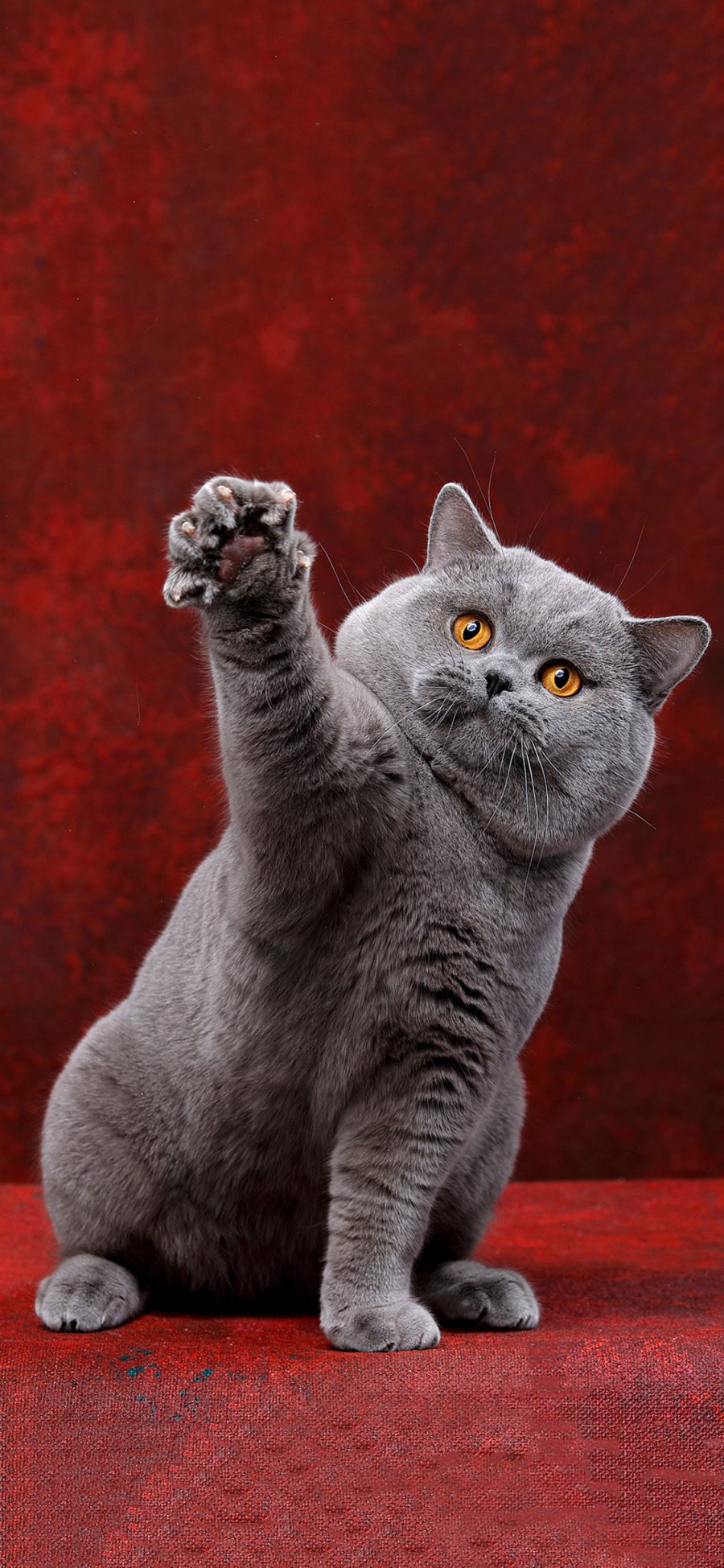 [2436×1125]宠物猫 蓝猫 喵星人 可爱 苹果手机壁纸图片