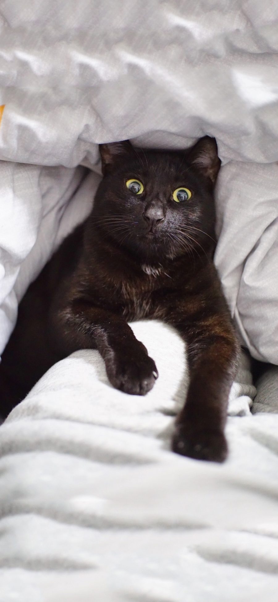 [2436×1125]宠物猫 黑猫 大眼睛 苹果手机壁纸图片