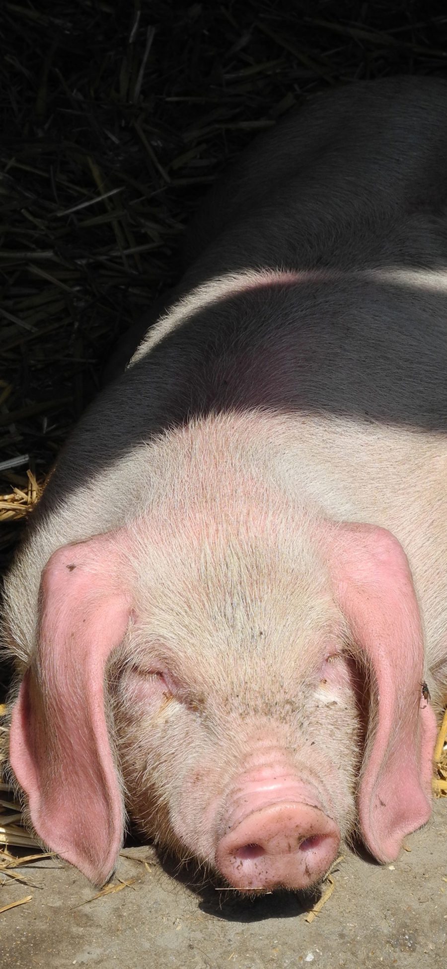 [2436×1125]家猪 慵懒  晒太阳 苹果手机壁纸图片