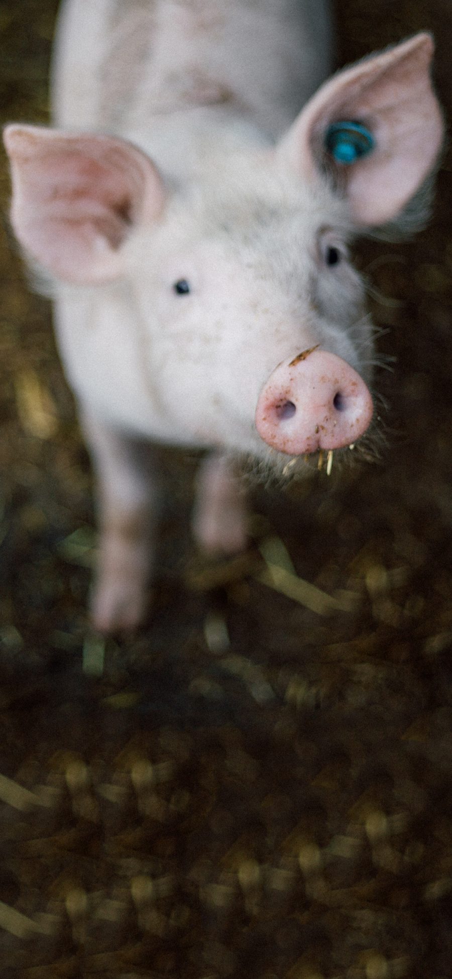 [2436×1125]家猪 饲养  幼崽 呆萌 苹果手机壁纸图片