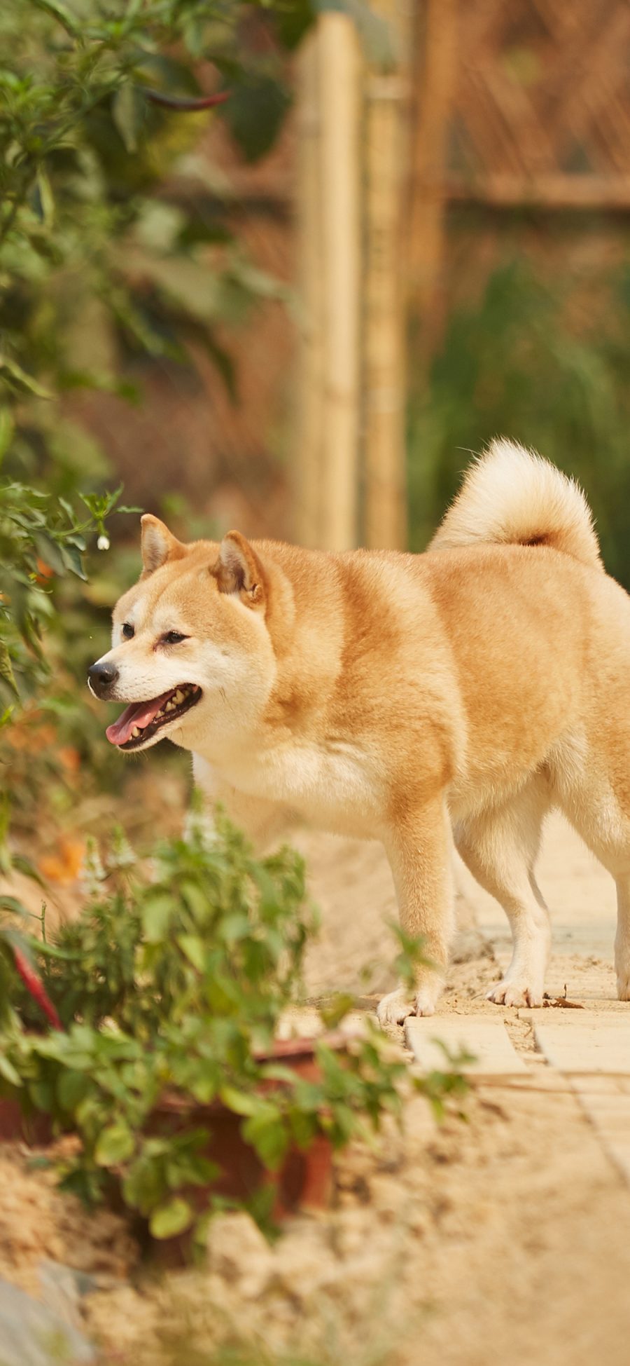 [2436×1125]小O 狗 犬 向往的生活 宠物 可爱 苹果手机壁纸图片