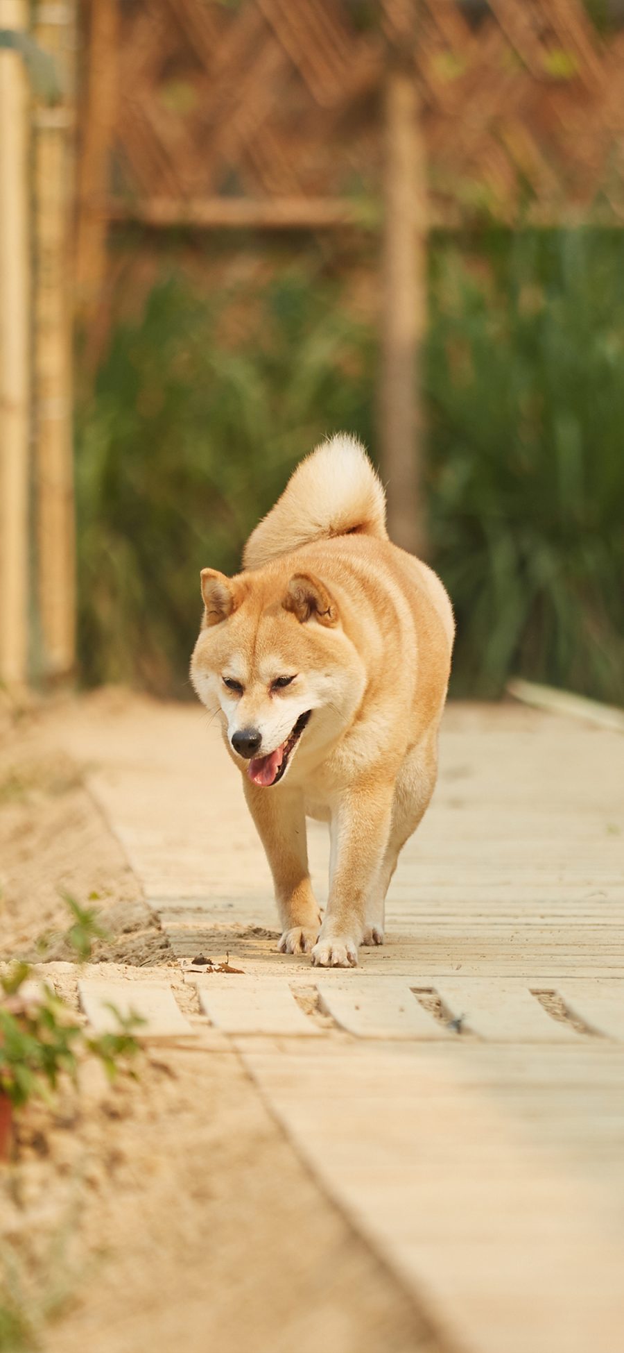 [2436×1125]小O 狗 犬 汪星人 向往的生活 宠物 苹果手机壁纸图片