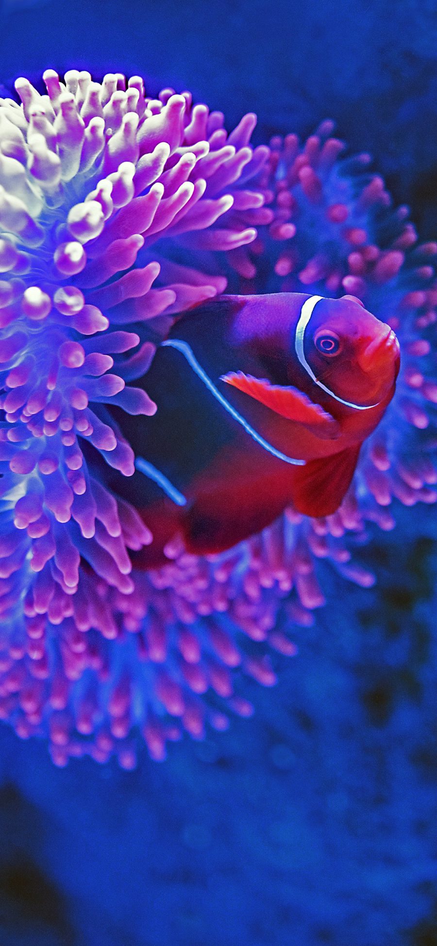 [2436×1125]小丑鱼 珊瑚虫 色彩 海底 苹果手机壁纸图片