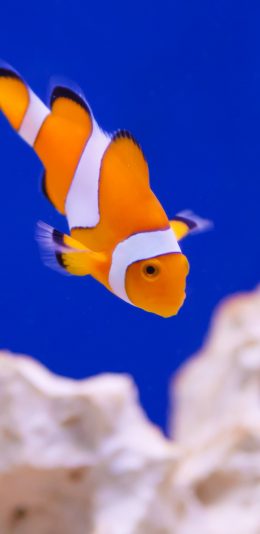 [2436x1125]小丑鱼 鱼类 礁石 海底 苹果手机壁纸图片