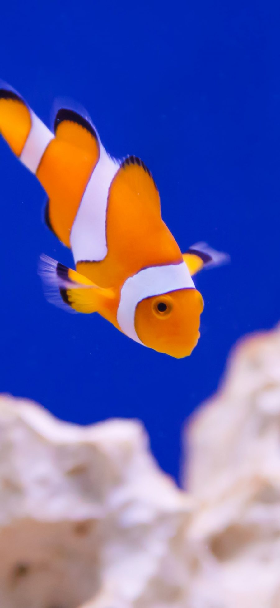 [2436×1125]小丑鱼 鱼类 礁石 海底 苹果手机壁纸图片