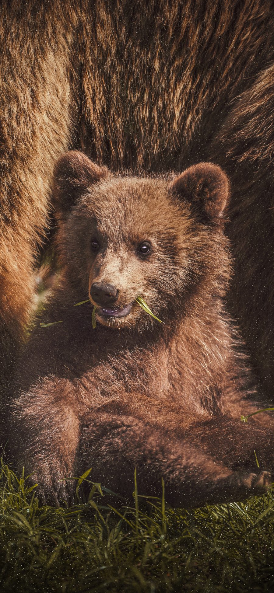 [2436×1125]小熊 猛兽 皮毛 吃草 苹果手机壁纸图片