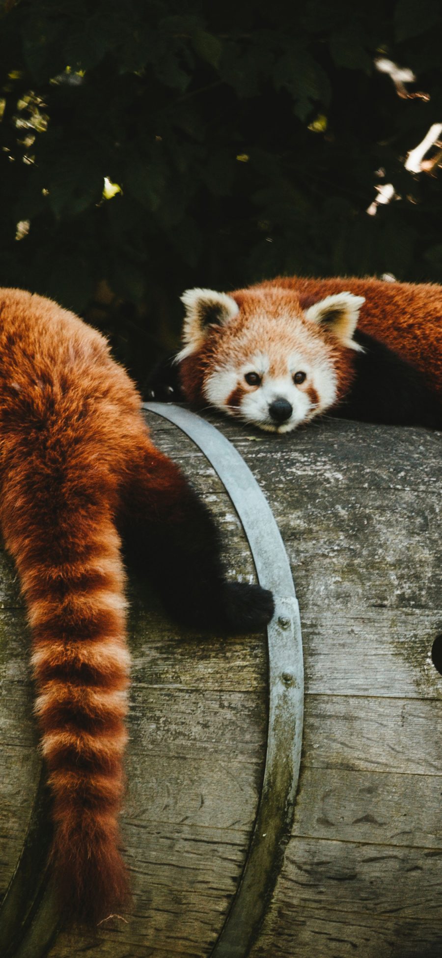 [2436×1125]小熊猫 木桶 皮毛 呆萌 苹果手机壁纸图片