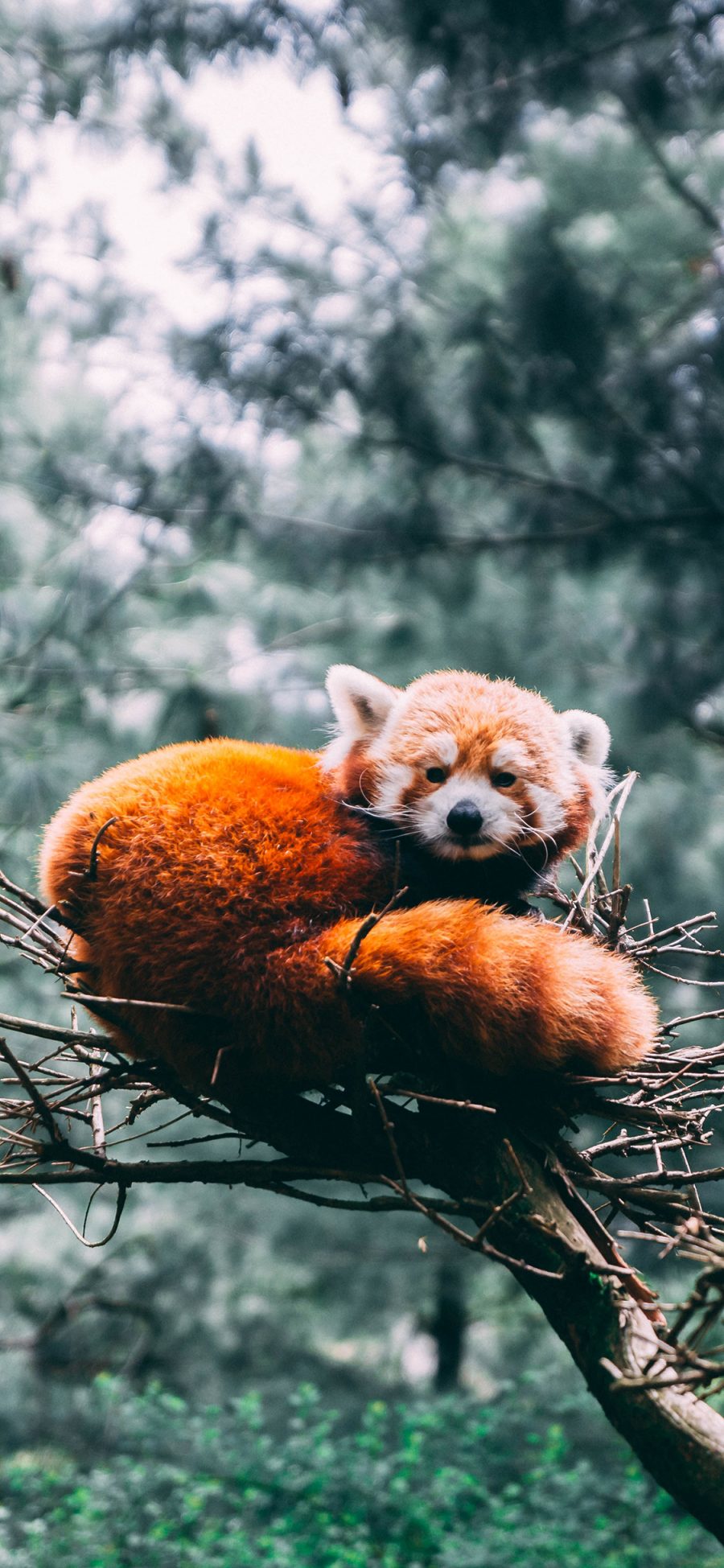 [2436×1125]小熊猫 树木 皮毛 树枝 苹果手机壁纸图片