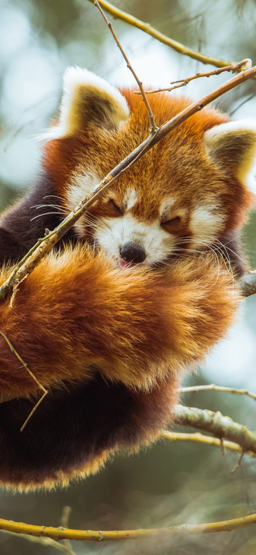 [2436×1125]小熊猫 树枝 皮毛 休憩 苹果手机壁纸图片