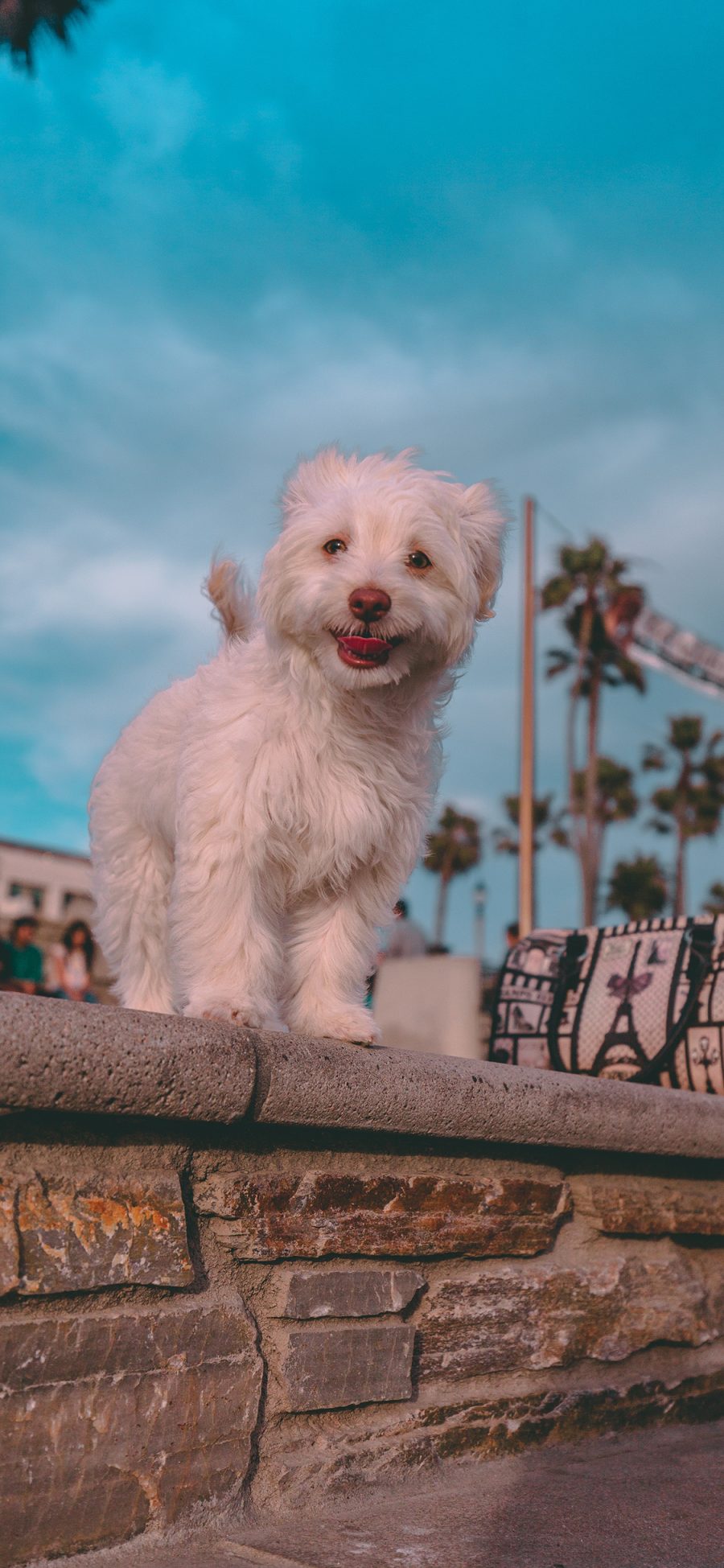 [2436×1125]小狗 台阶 宠物 犬类 苹果手机壁纸图片