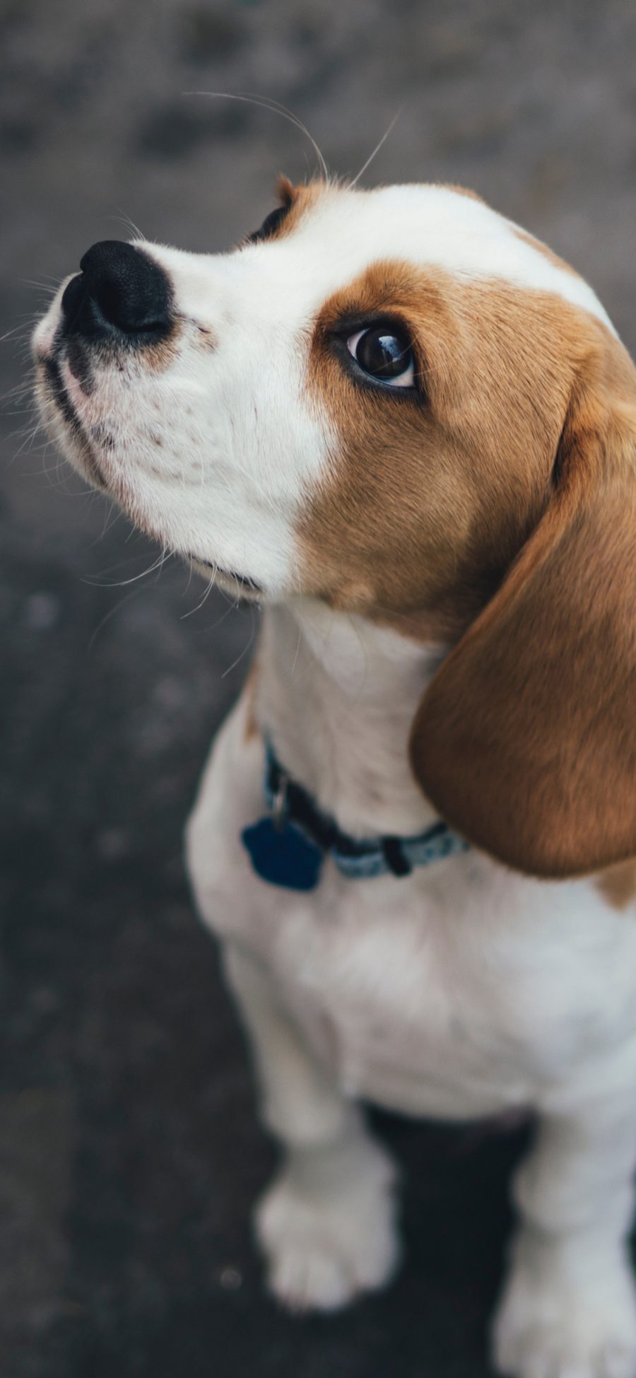 [2436×1125]小狗 宠物 比格猎犬 犬类 苹果手机壁纸图片