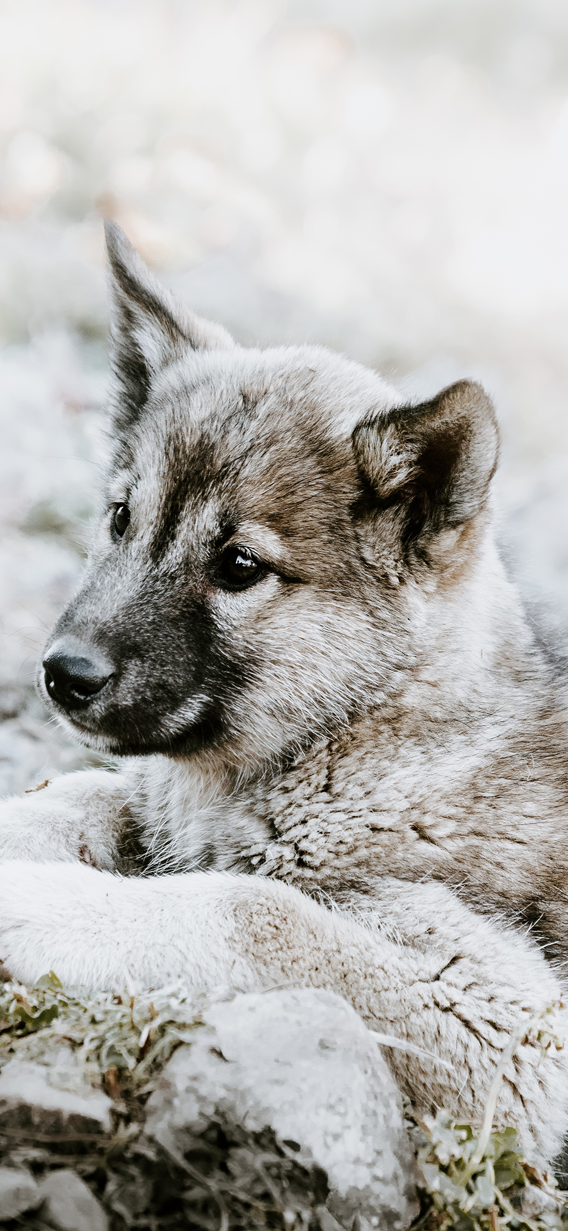 [2436×1125]小狗 皮毛 奶狗 土狗 苹果手机壁纸图片