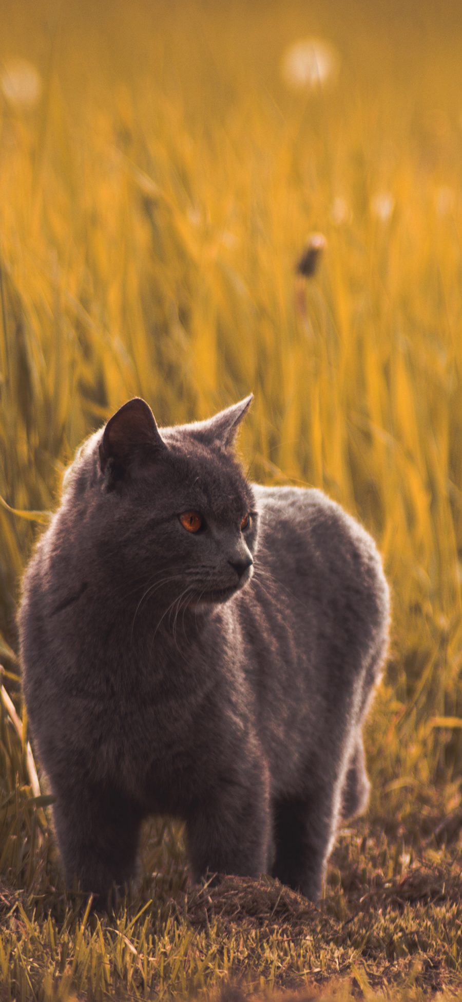 [2436×1125]小猫 猫咪 宠物 户外 草地 苹果手机壁纸图片