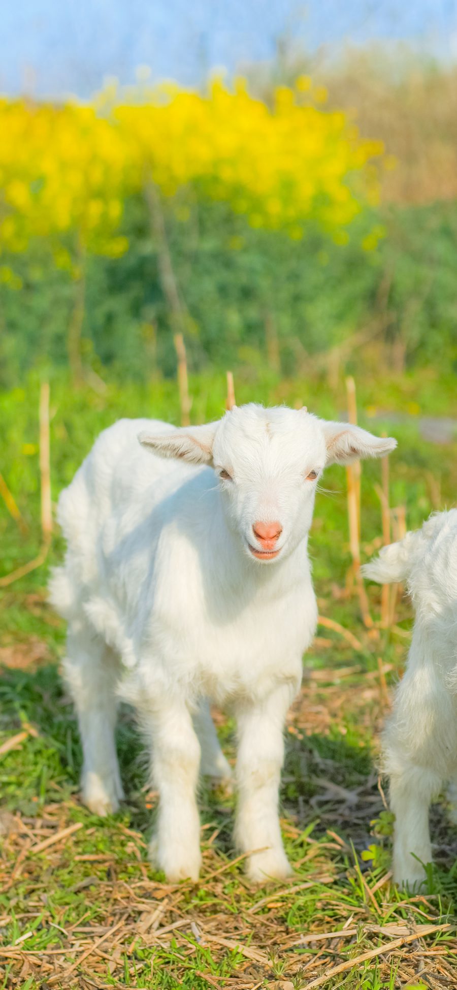 [2436×1125]小羊羔 畜牧 养殖 草地 可爱 苹果手机壁纸图片