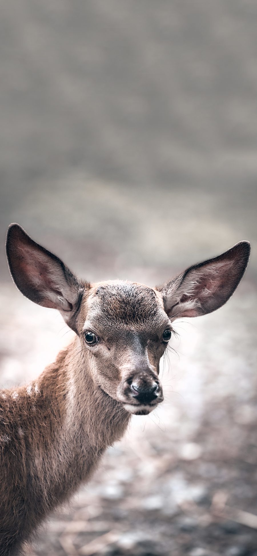 [2436×1125]小鹿 保护动物 大耳朵 可爱 苹果手机壁纸图片