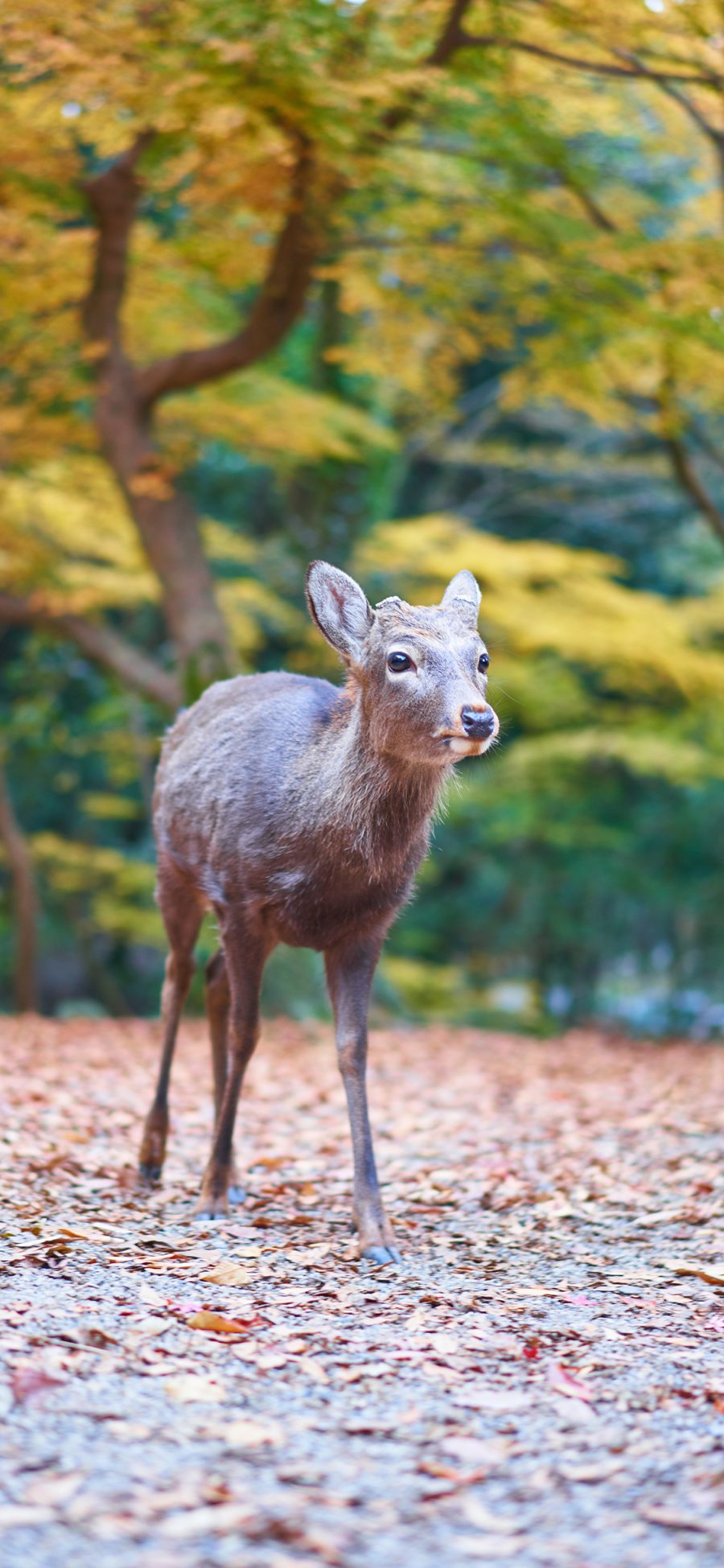[2436×1125]小鹿 户外 树林 野生 可爱 苹果手机壁纸图片