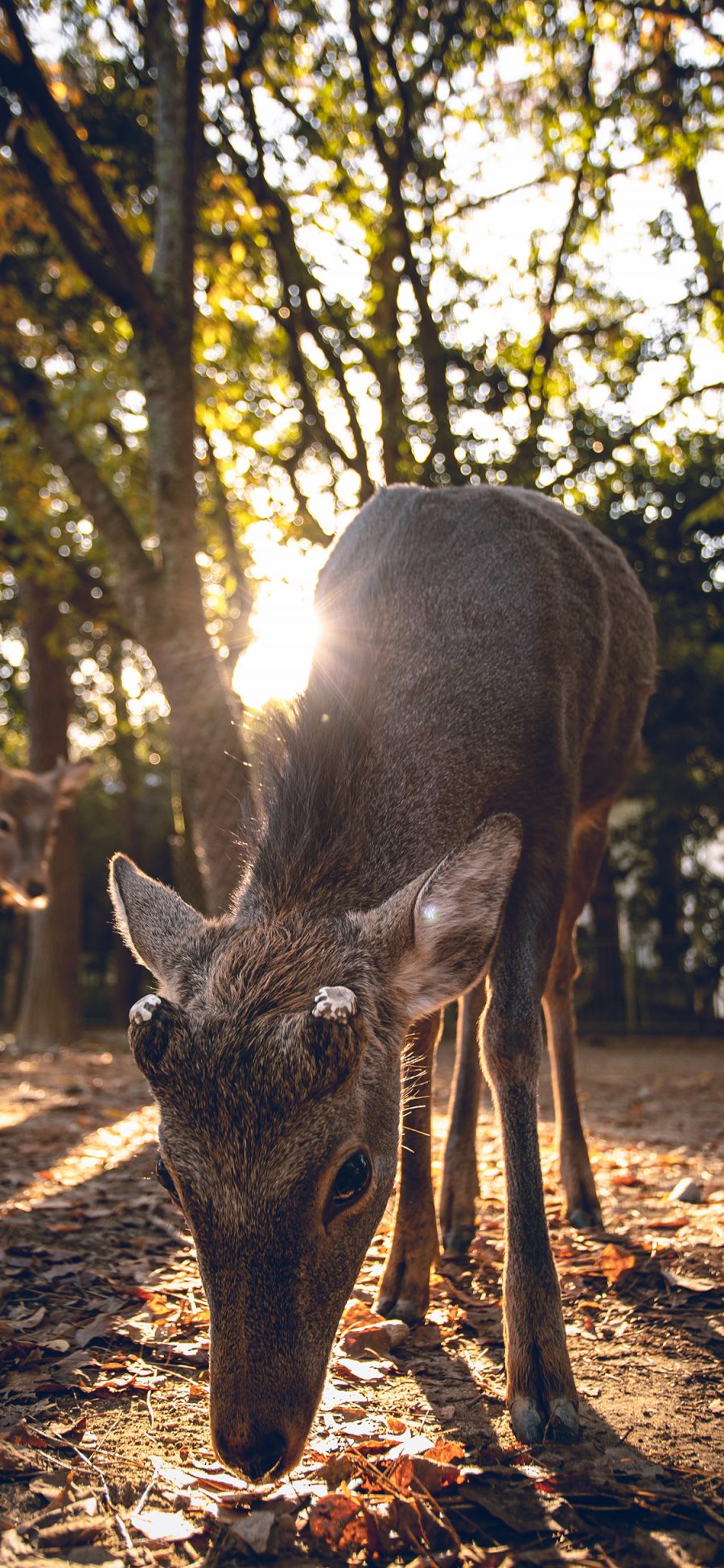 [2436×1125]小鹿 树林 阳光 落叶 苹果手机壁纸图片