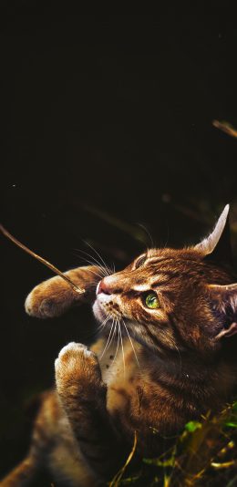 [2436x1125]山猫  猫科 皮毛 神情 苹果手机壁纸图片