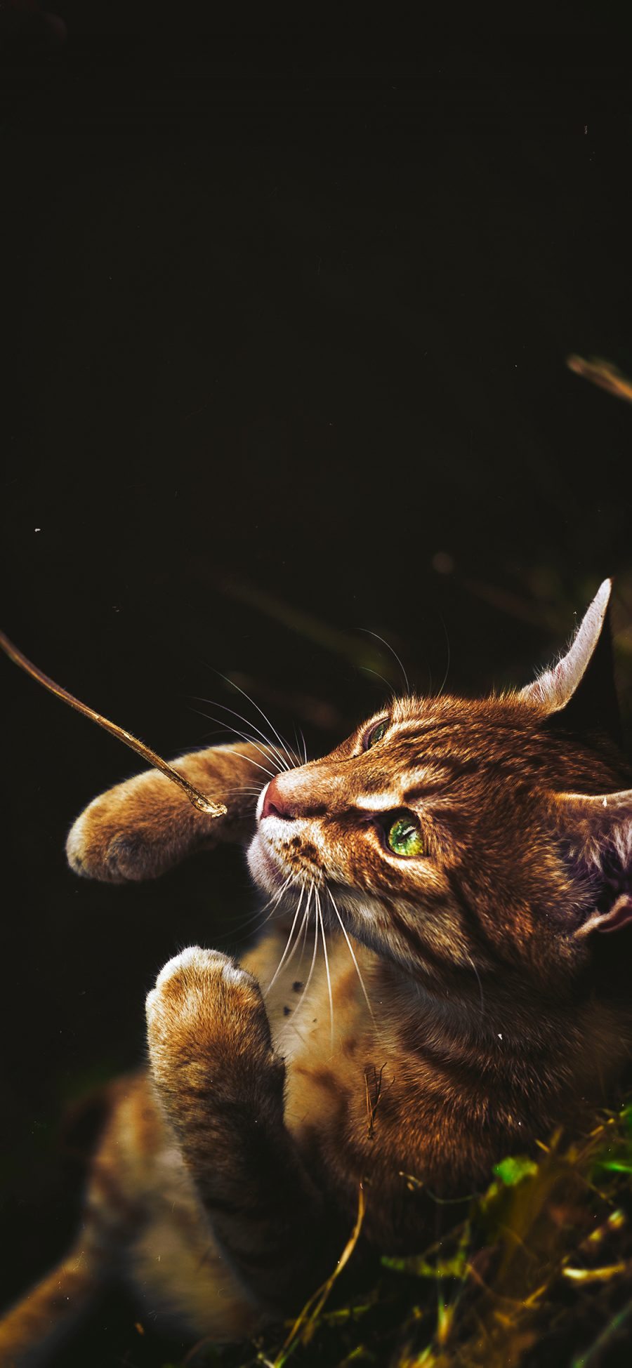 [2436×1125]山猫  猫科 皮毛 神情 苹果手机壁纸图片
