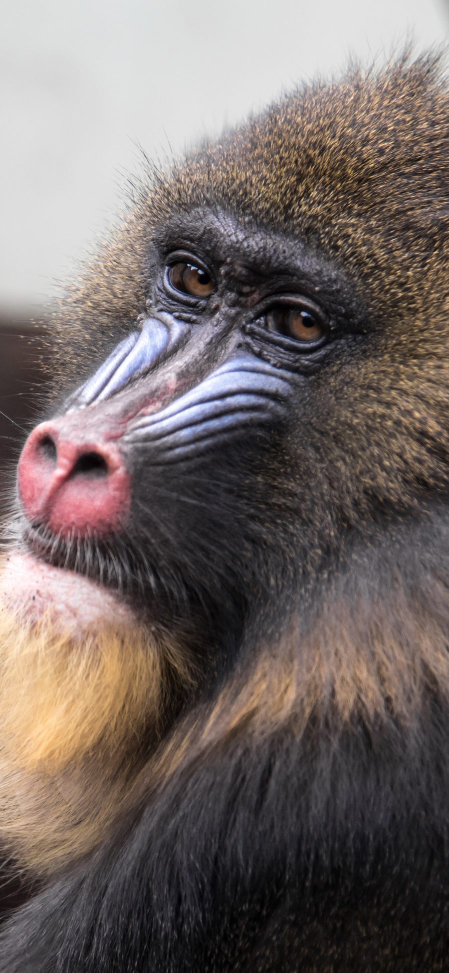 [2436×1125]山魈 鬼狒狒 猿猴 哺乳 苹果手机壁纸图片