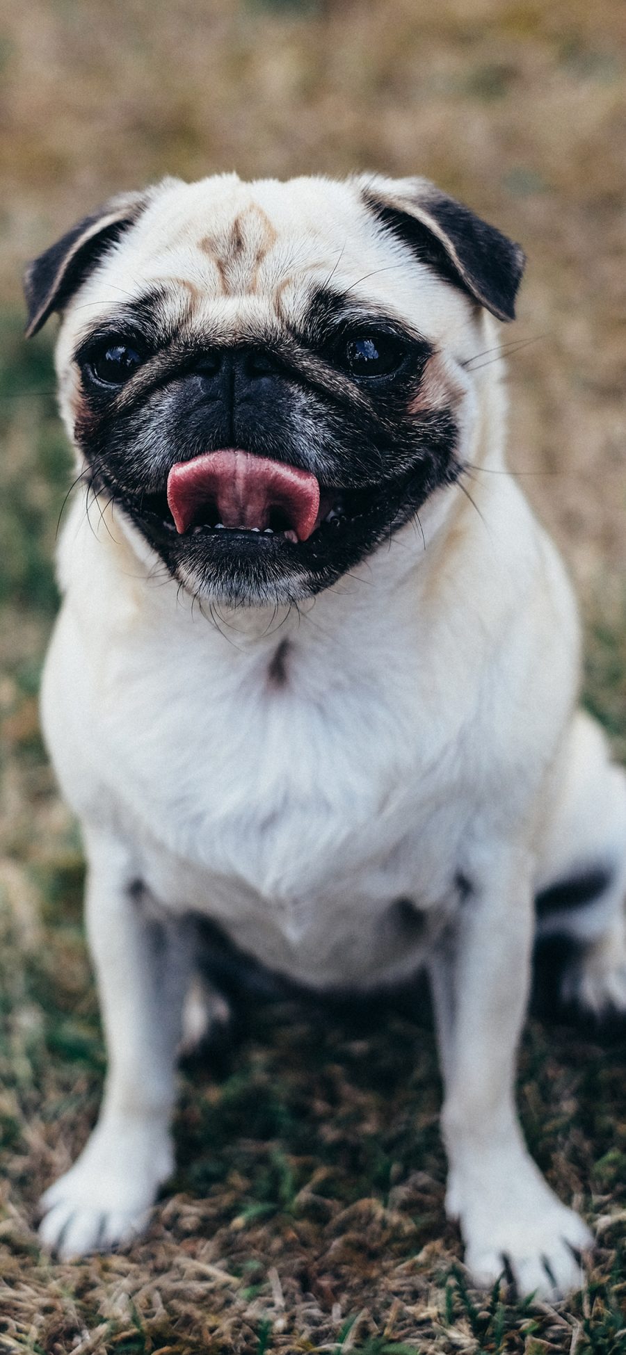 [2436×1125]巴哥 宠物 吐舌 犬类 苹果手机壁纸图片