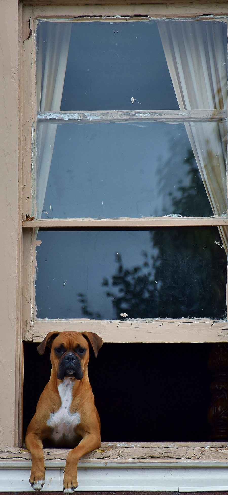 [2436×1125]巴哥 宠物 犬类 看家 苹果手机壁纸图片