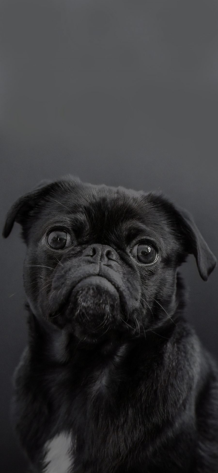 [2436×1125]巴哥 宠物 黑狗 犬类 苹果手机壁纸图片