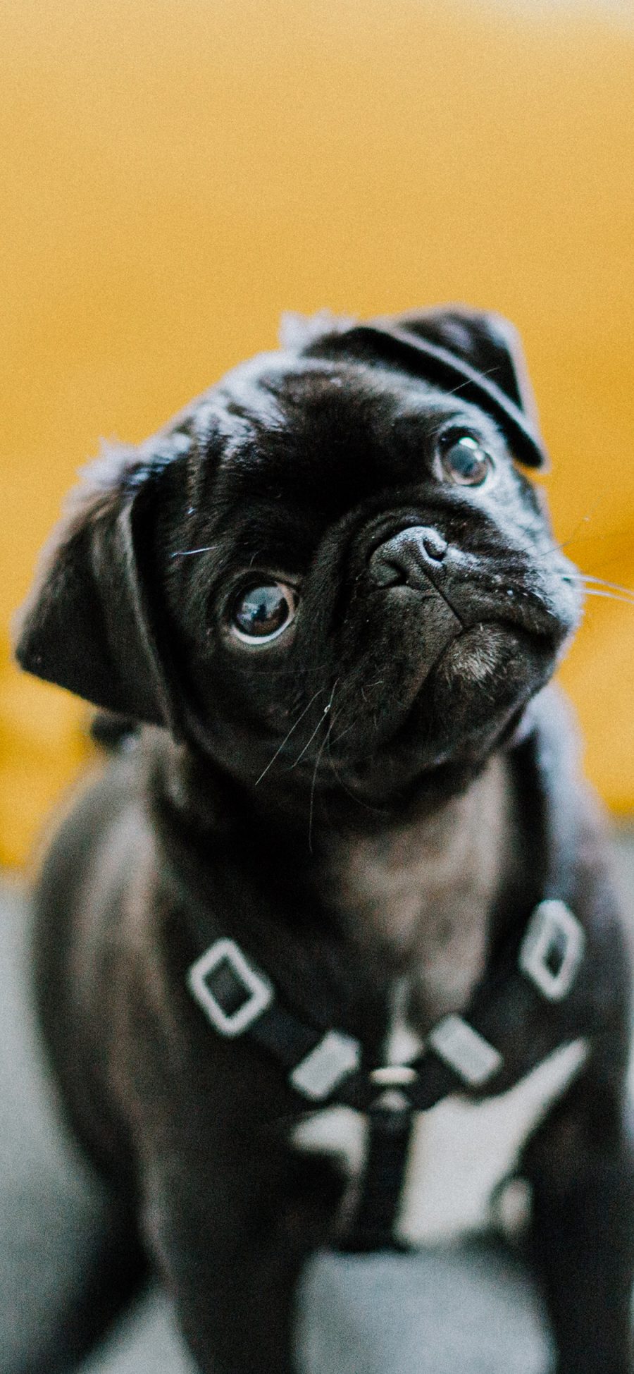 [2436×1125]巴哥 犬 狗 宠物 黑色 可爱 汪星人 苹果手机壁纸图片