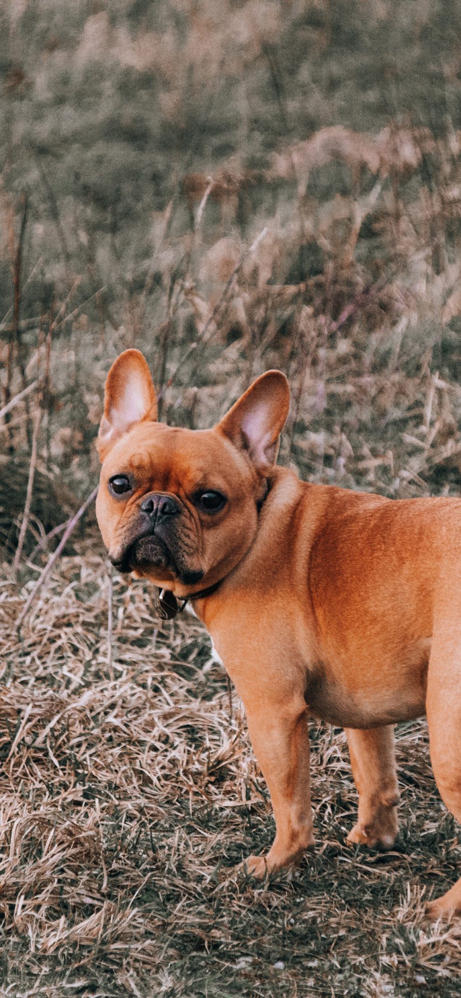 [2436×1125]巴哥 狗 犬 汪星人 宠物 苹果手机壁纸图片