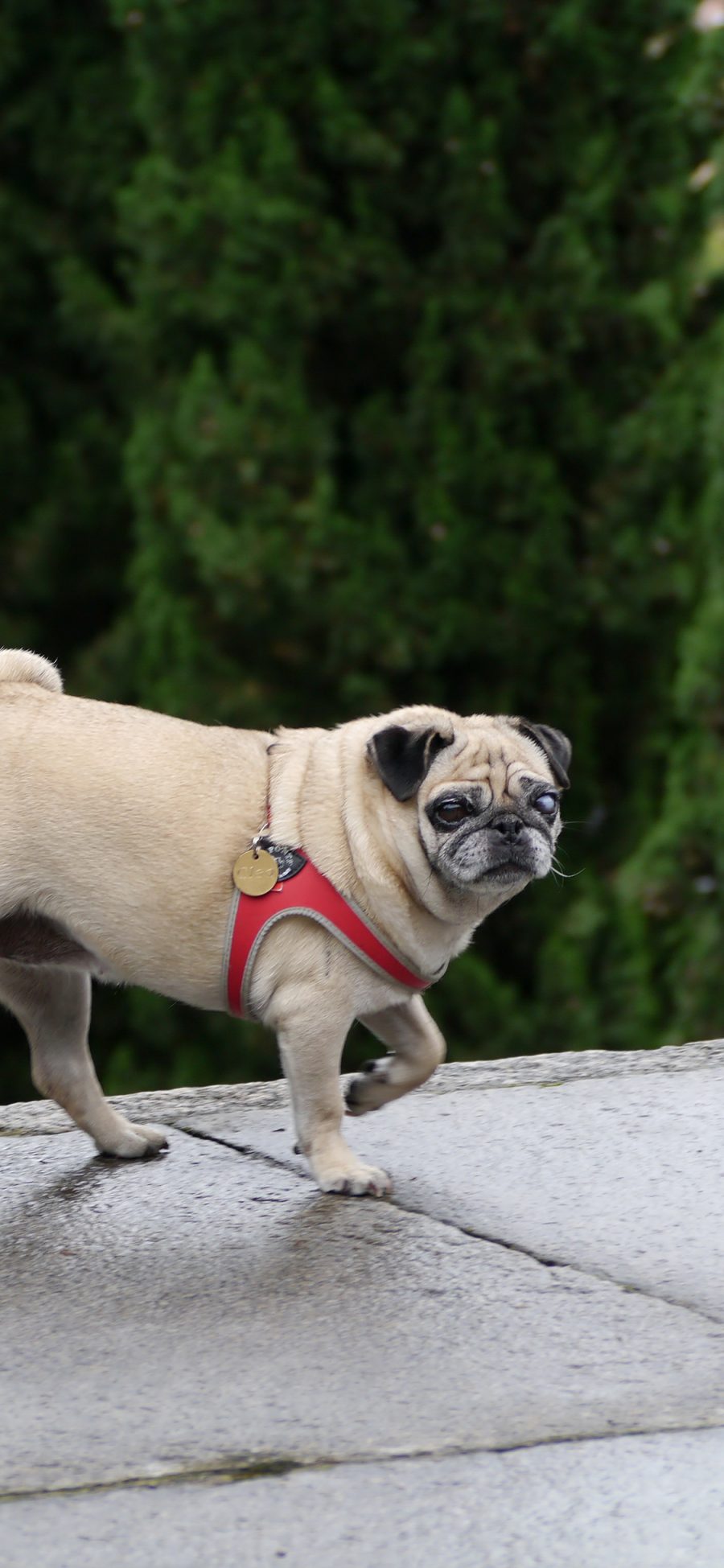 [2436×1125]巴哥犬 狗 汪星人 宠物 可爱 苹果手机壁纸图片