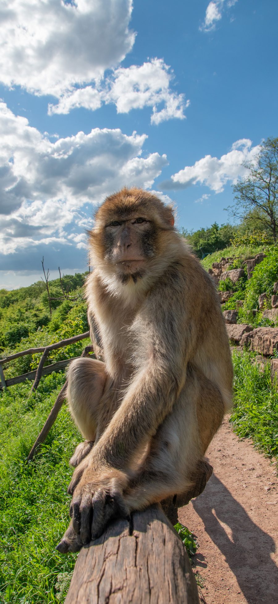 [2436×1125]巴巴里猕猴 猴子 野生 猿 苹果手机壁纸图片