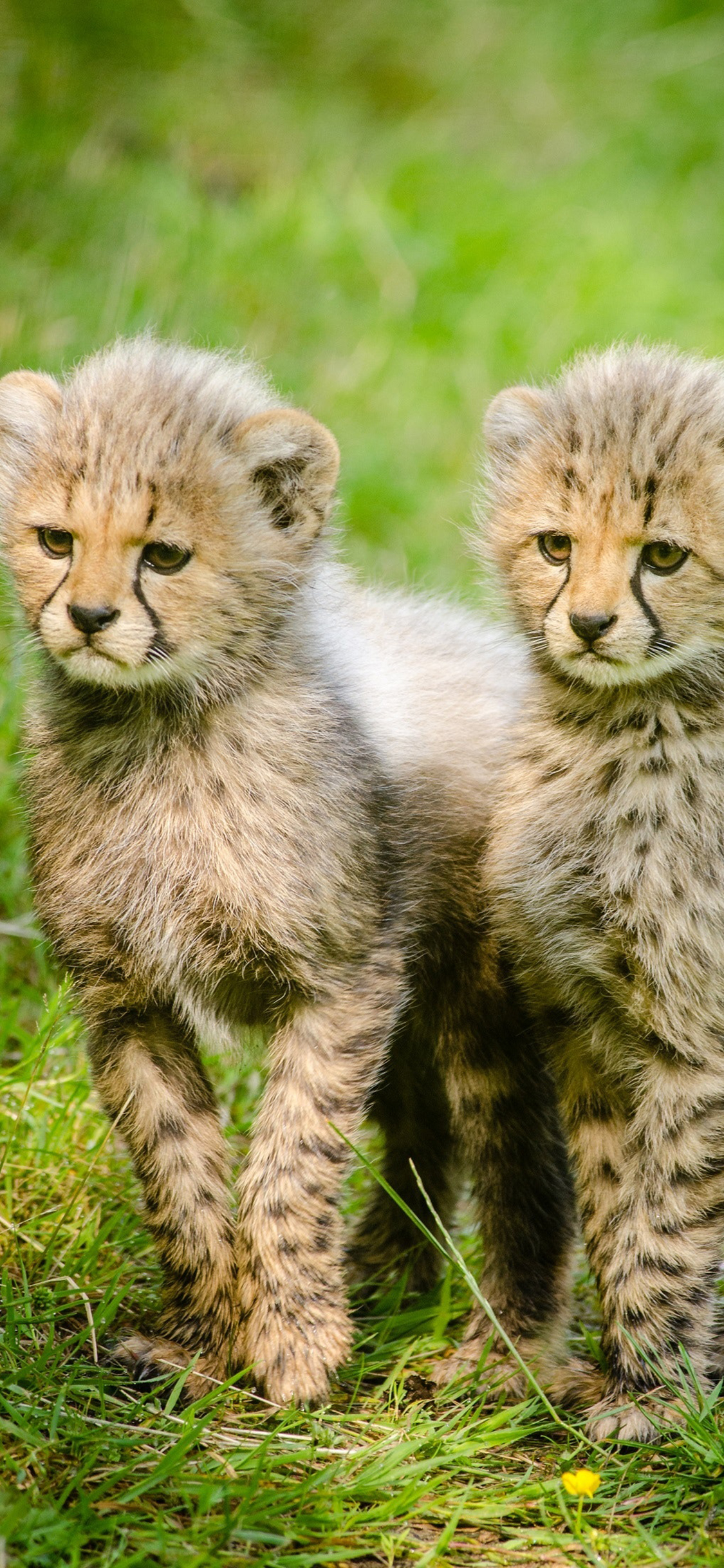 [2436×1125]幼仔 花豹 野外 猫科 苹果手机壁纸图片