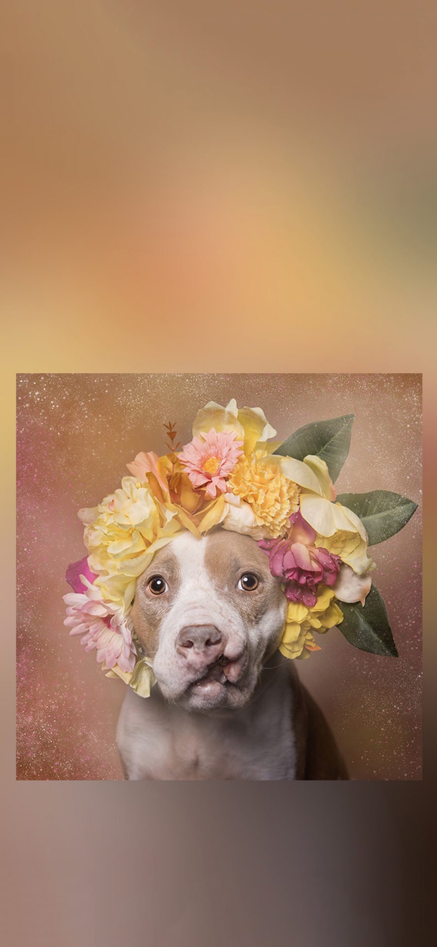 [2436×1125]恶霸 宠物 鲜花 头饰 花环 可爱 狗子 苹果手机壁纸图片