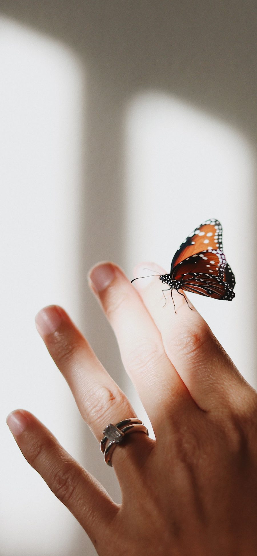 [2436×1125]手 戒指 指尖 蝴蝶 昆虫 苹果手机壁纸图片