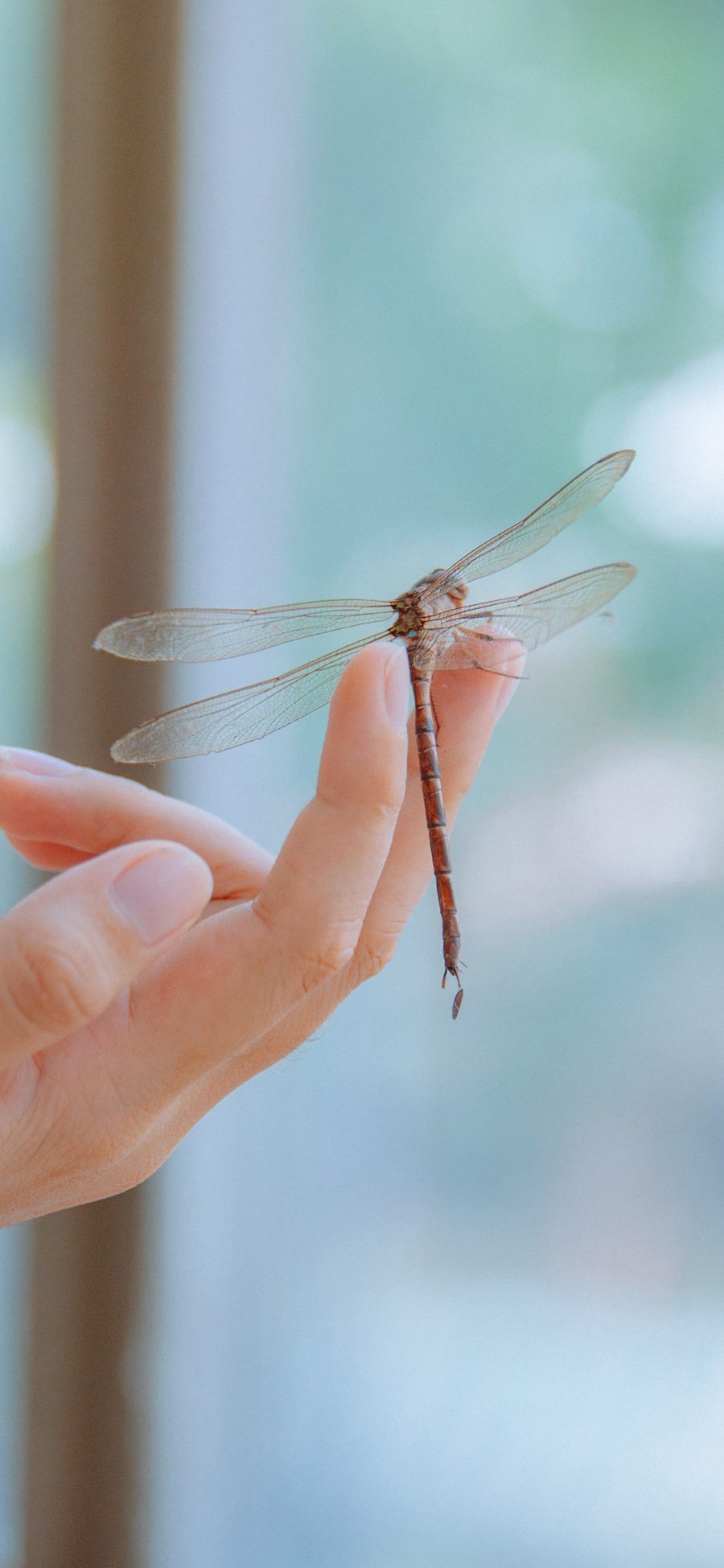 [2436×1125]手部 昆虫 蜻蜓 翅膀 苹果手机壁纸图片