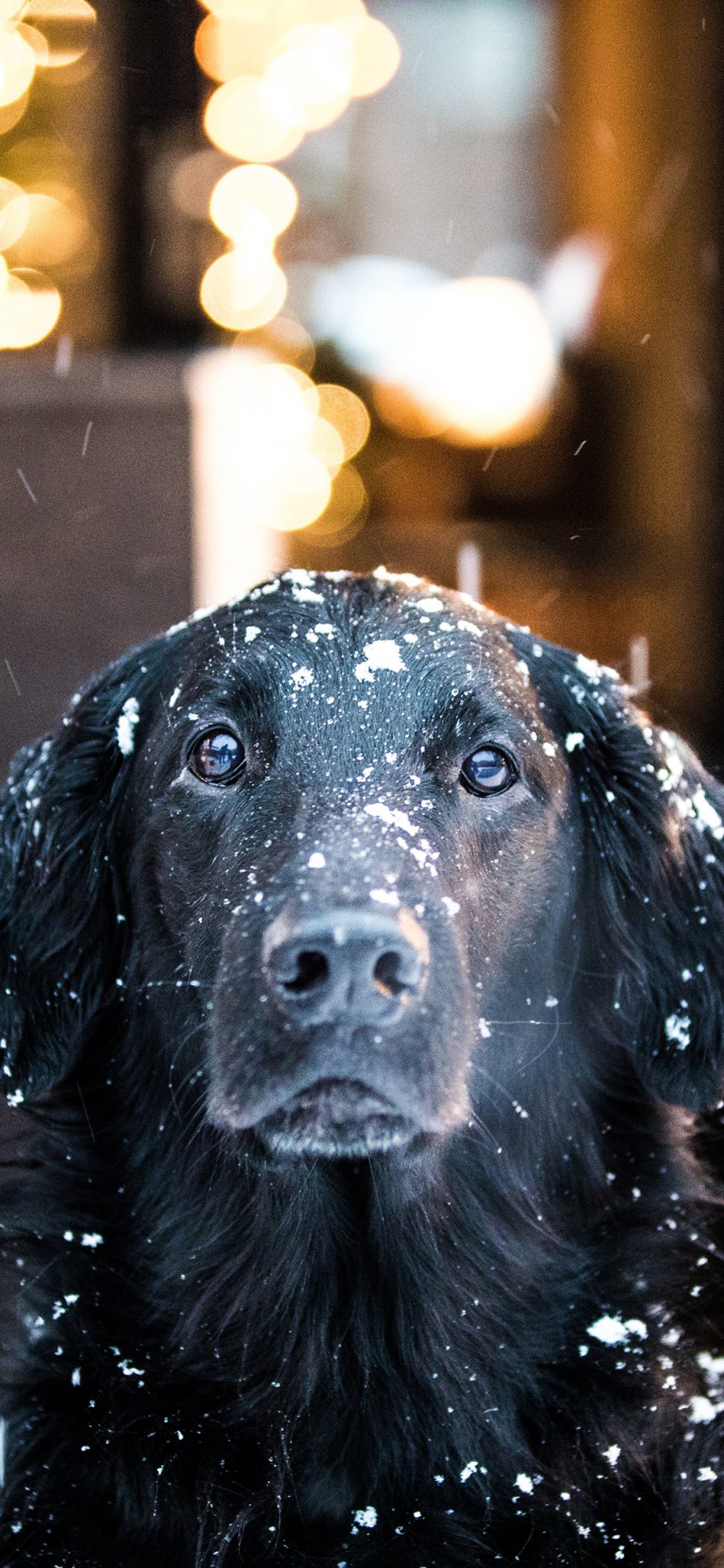 [2436×1125]拉布拉多 宠物 黑 雪季 下雪 苹果手机壁纸图片