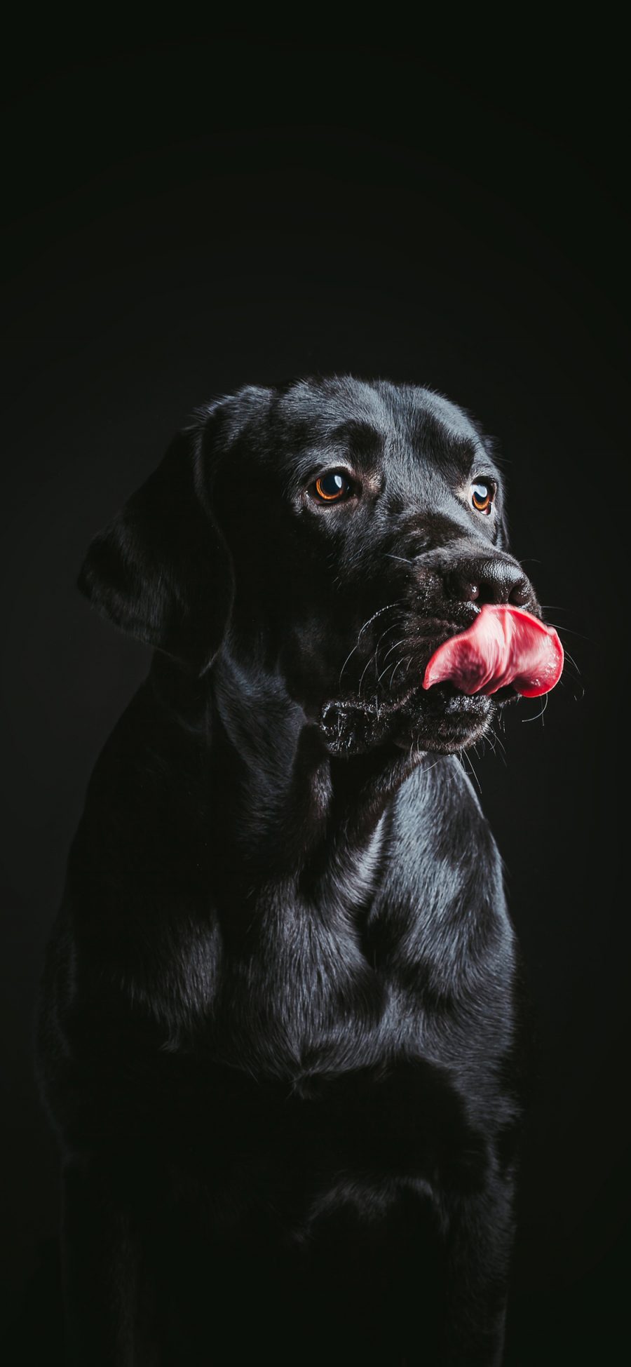 [2436×1125]拉布拉多 黑色 吐舌 狗狗 汪星人 犬 苹果手机壁纸图片