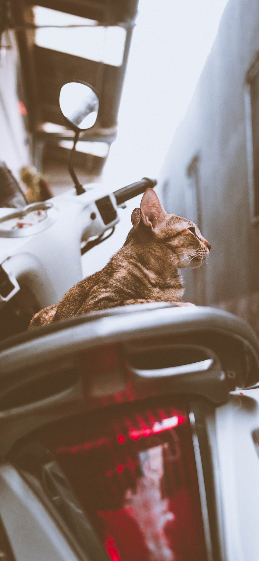 [2436×1125]摩托车 喵星人 猫咪 橘猫 苹果手机壁纸图片