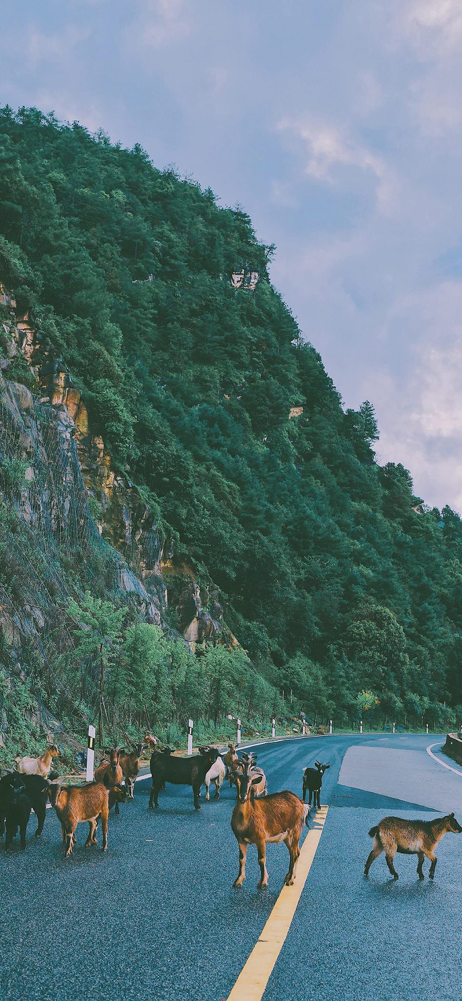 [2436×1125]放牧 道路 公路 羊群 山羊 苹果手机壁纸图片