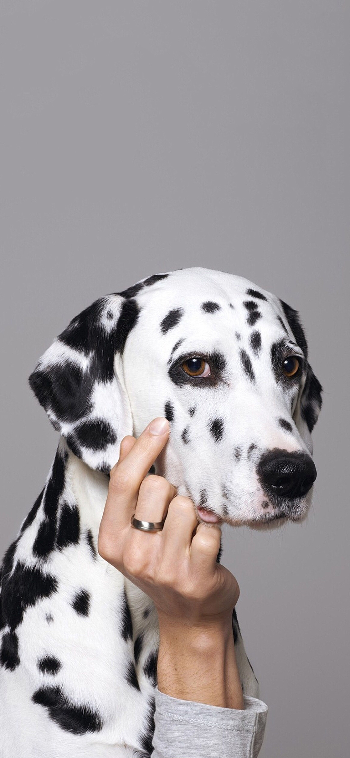 [2436×1125]斑点狗 汪星人 宠物 手 犬 苹果手机壁纸图片