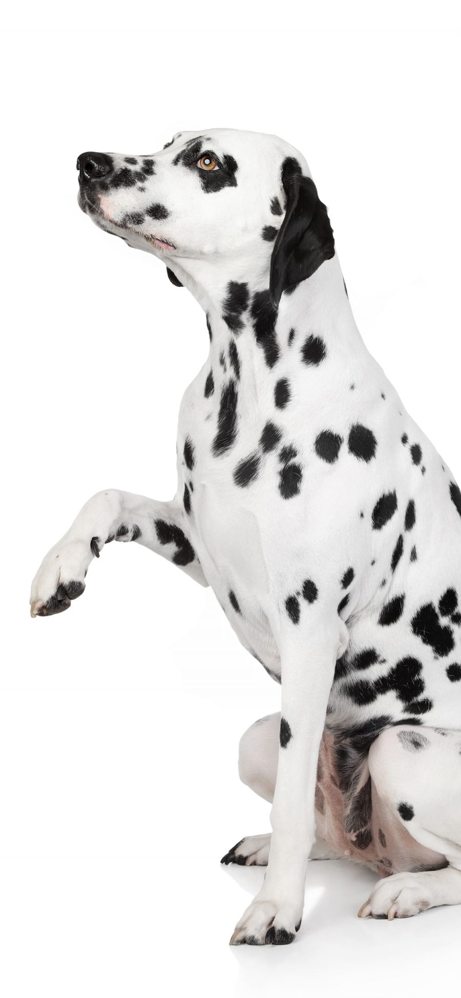 [2436×1125]斑点狗 犬 汪星人 宠物 苹果手机壁纸图片