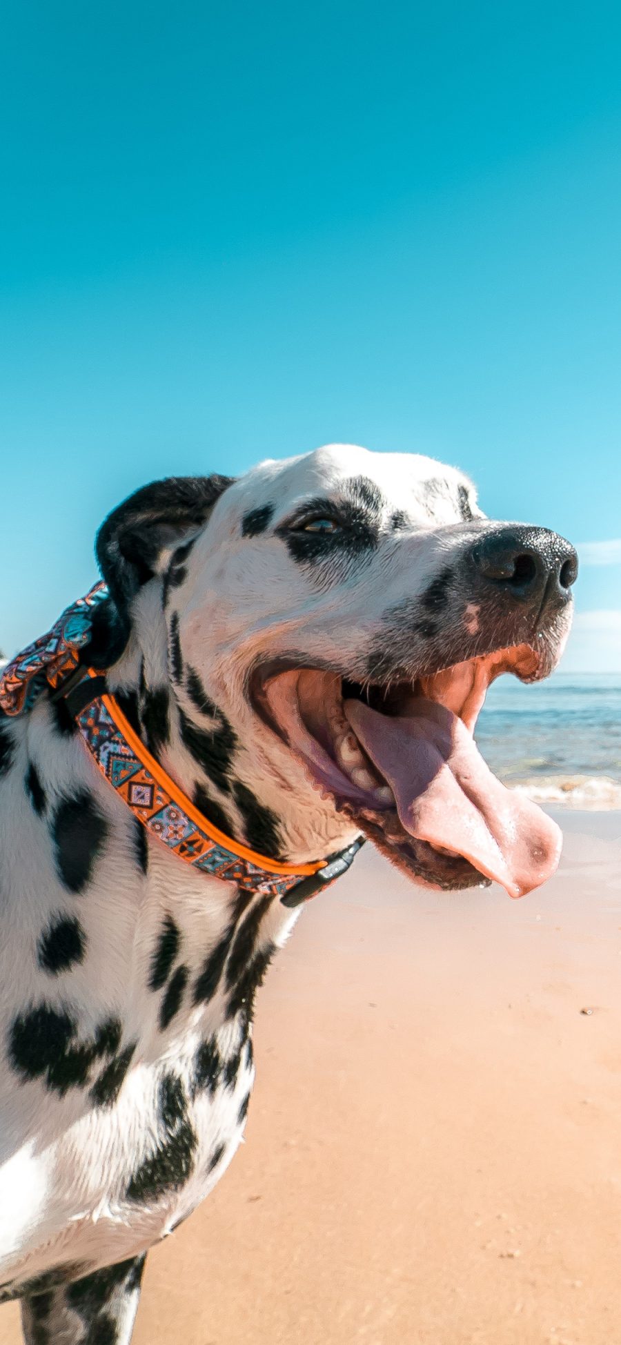 [2436×1125]斑点狗 犬 汪星人 海边 沙滩 宠物 苹果手机壁纸图片