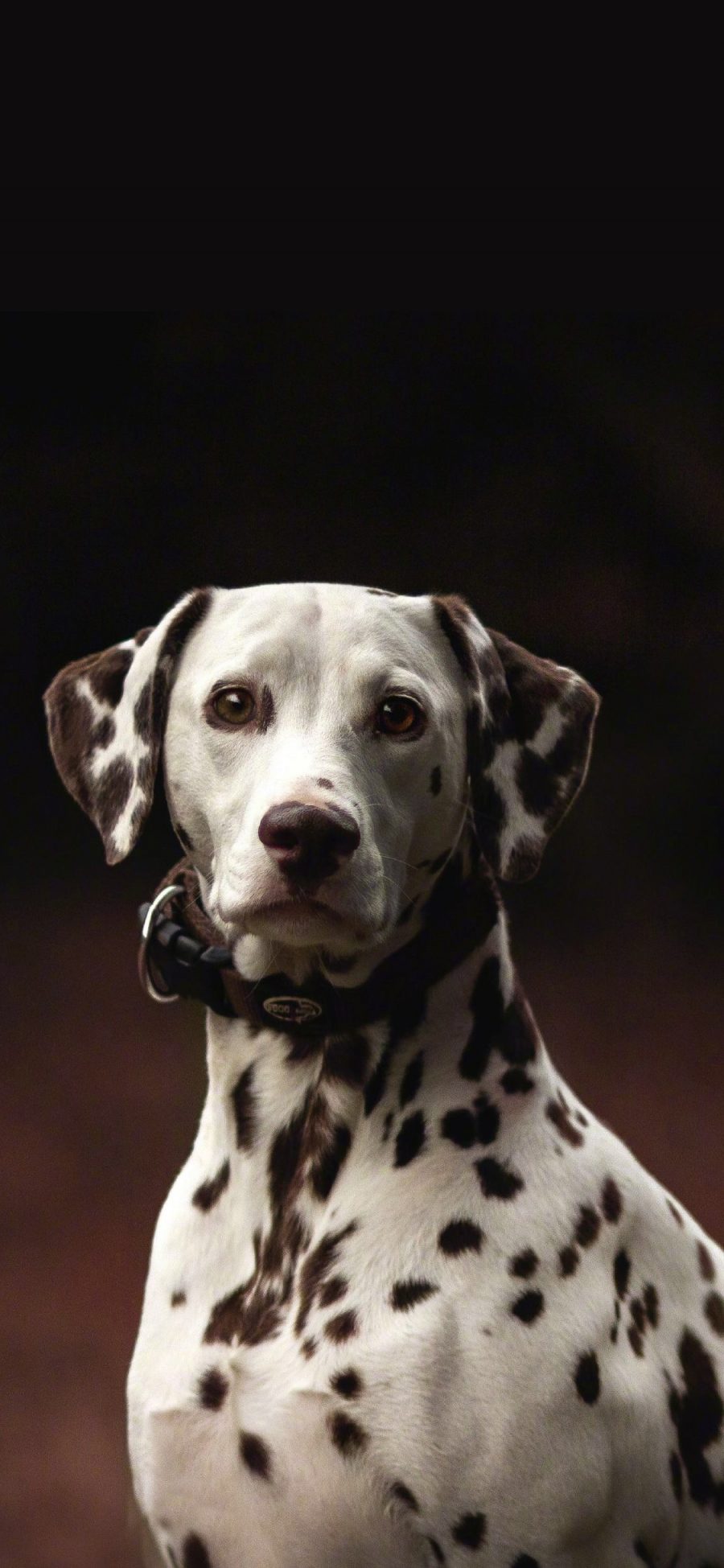 [2436×1125]斑点狗 黑白 犬 汪星人 宠物 苹果手机壁纸图片