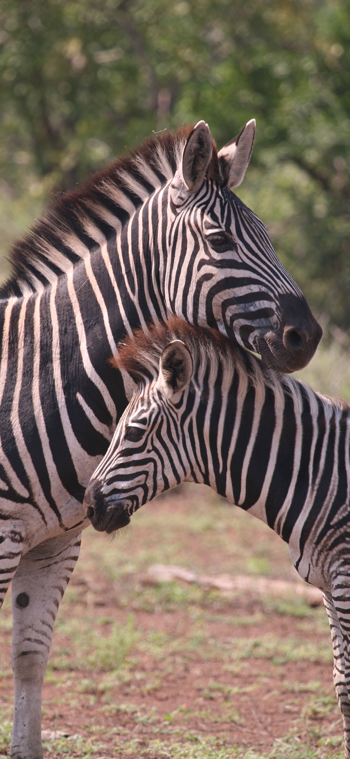 [2436×1125]斑马 纹路 野外  亲子 苹果手机壁纸图片